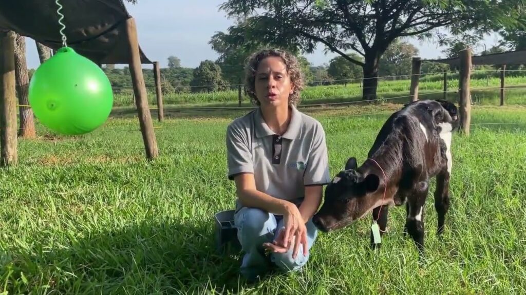 brinquedos ajudam a reduzir estresse na desmama de bezerros leiteiros