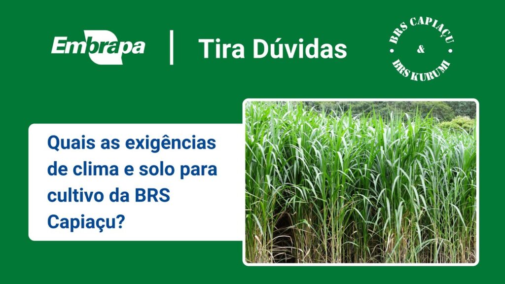BRS Capiaçu e BRS Kurumi: Clima e solo para BRS Capiaçu 2 brs capiacu e brs kurumi clima e solo para brs capiacu