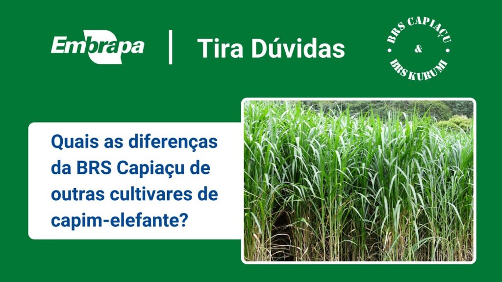 brs capiacu e brs kurumi comparativo da brs capiacu e outras cultivares