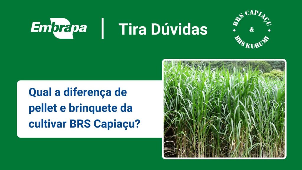 brs capiacu e brs kurumi comparativo pellet e brinquete