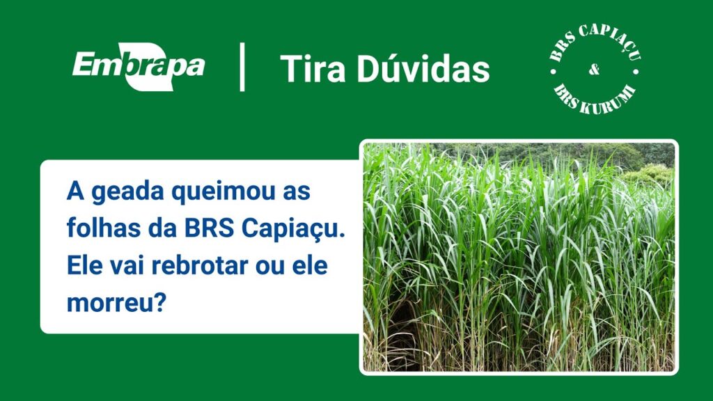 brs capiacu e brs kurumi efeito da geada na brs capiacu