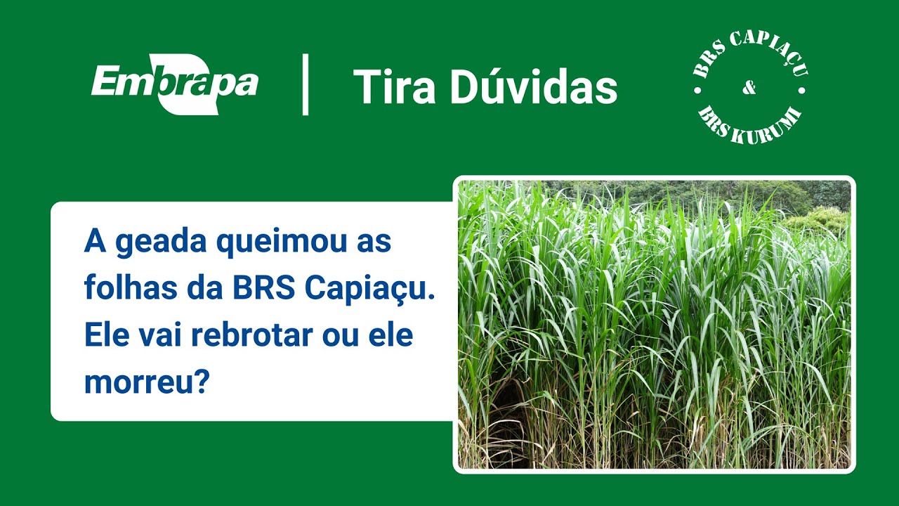 brs capiacu e brs kurumi efeito da geada na brs capiacu