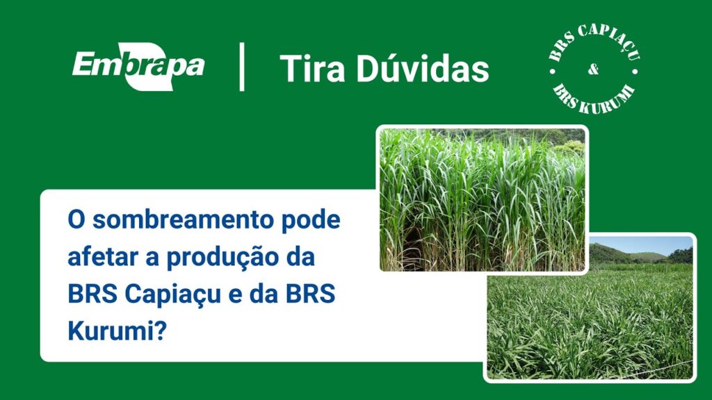 brs capiacu e brs kurumi efeito sombreamento