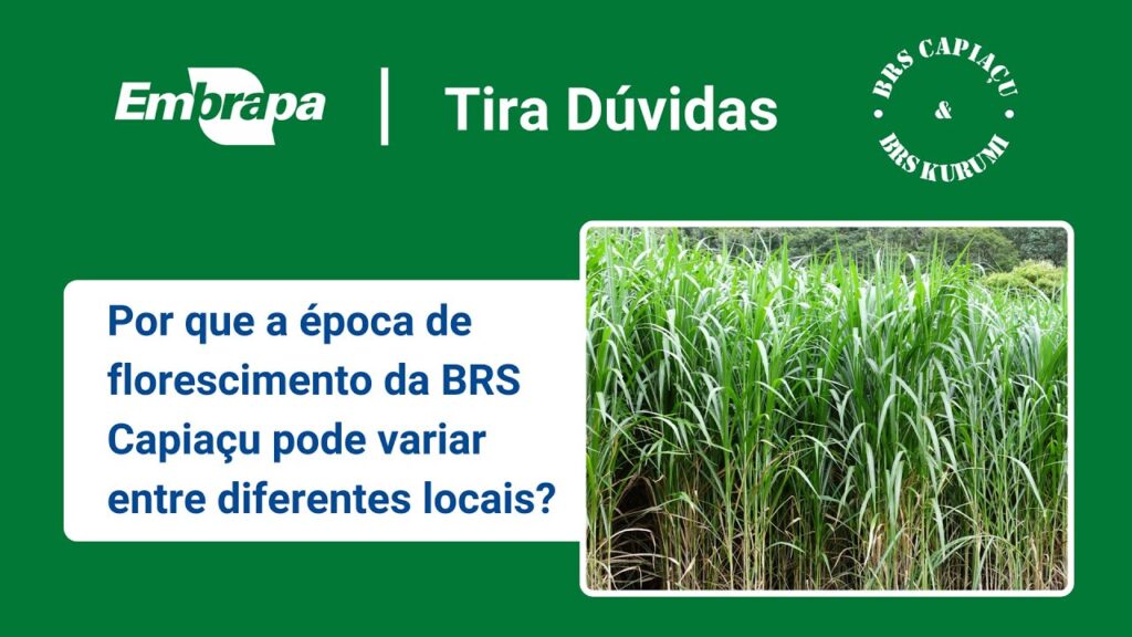 brs capiacu e brs kurumi epoca de florescimento