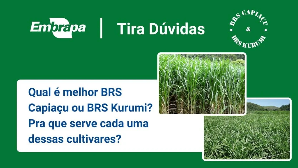 BRS Capiaçu e BRS Kurumi: Finalidades da BRS Capiaçu e BRS Kurumi 2 brs capiacu e brs kurumi finalidades da brs capiacu e brs kurumi