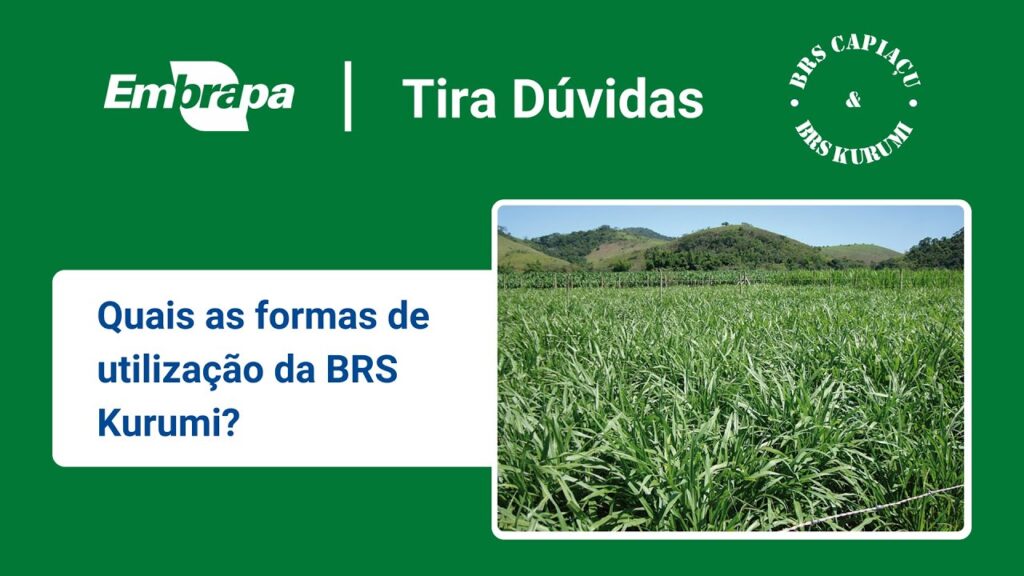 brs capiacu e brs kurumi forma de utilizacao da brs kurumi