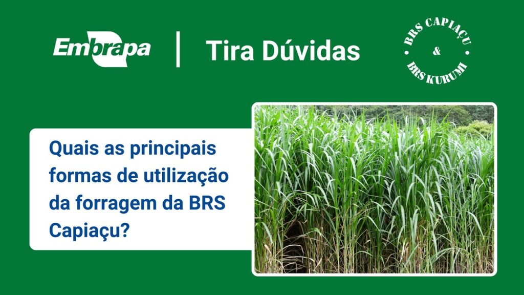 brs capiacu e brs kurumi formas de utilizacao da brs capiacu