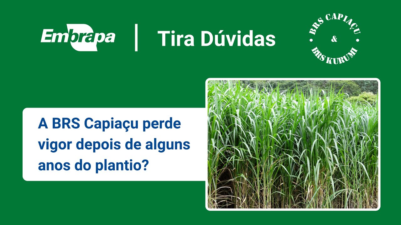 brs capiacu e brs kurumi manutencao da produtividade da capineira