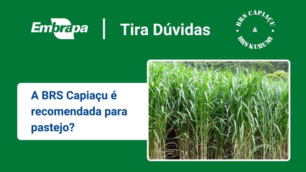 brs capiacu e brs kurumi pastejo da brs capiacu