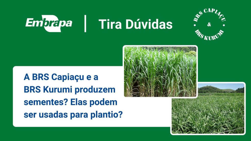 BRS Capiaçu e BRS Kurumi: Plantio por sementes ou por estacas? 2 brs capiacu e brs kurumi plantio por sementes ou por estacas