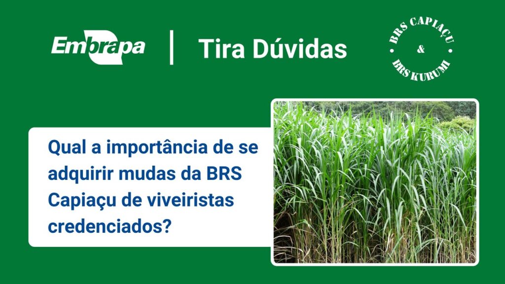 brs capiacu e brs kurumi qualidade das mudas