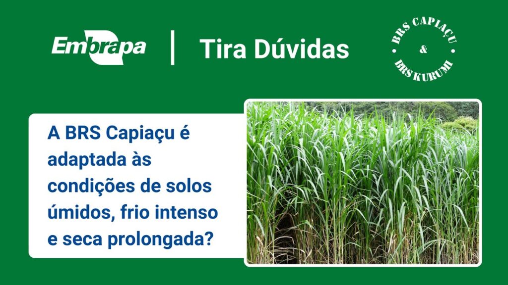brs capiacu e brs kurumi tolerancia ao frio e a seca