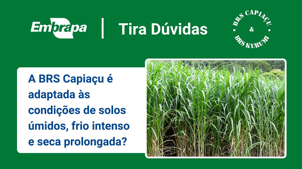 brs capiacu e brs kurumi tolerancia ao frio e a seca
