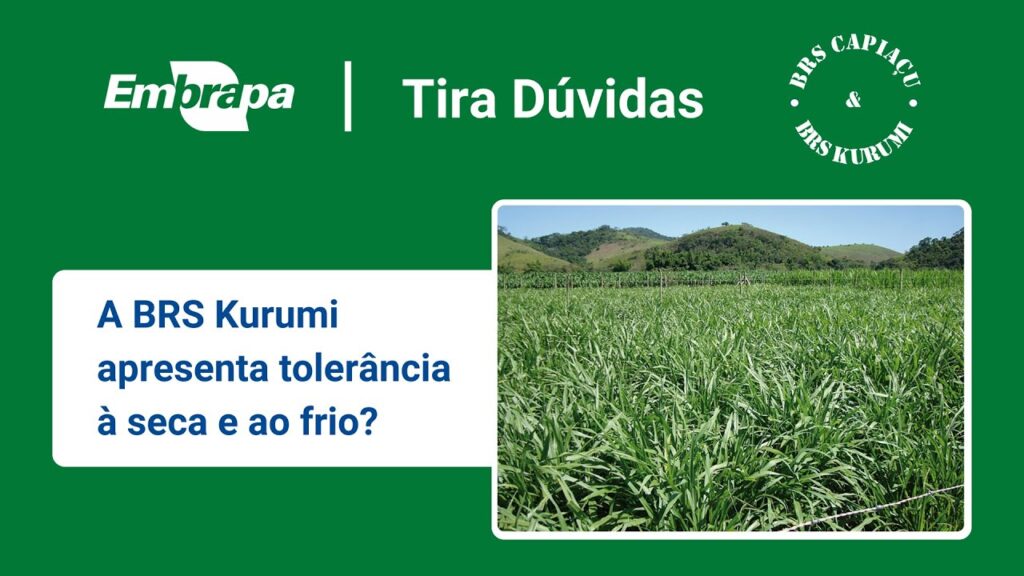 BRS Capiaçu e BRS Kurumi: Tolerância da BRS Kurumi à seca e ao frio 2 brs capiacu e brs kurumi tolerancia da brs kurumi a seca e ao frio