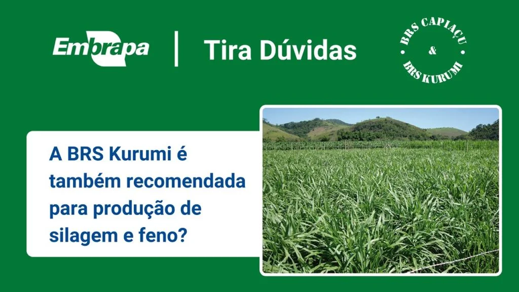 BRS Capiaçu e BRS Kurumi: Uso da BRS Kurumi para silagem e feno 2 brs capiacu e brs kurumi uso da brs kurumi para silagem e feno
