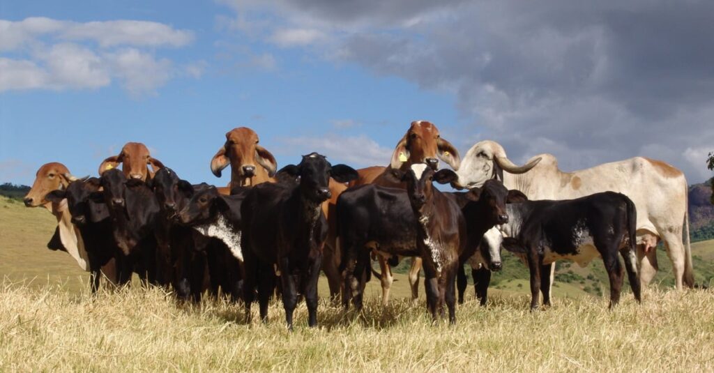 Calor reduz produção leiteira: solução em pesquisa? 17 Calor extremo faz vaca perder mais de 30% de leite; e pesquisa quer mudar isso