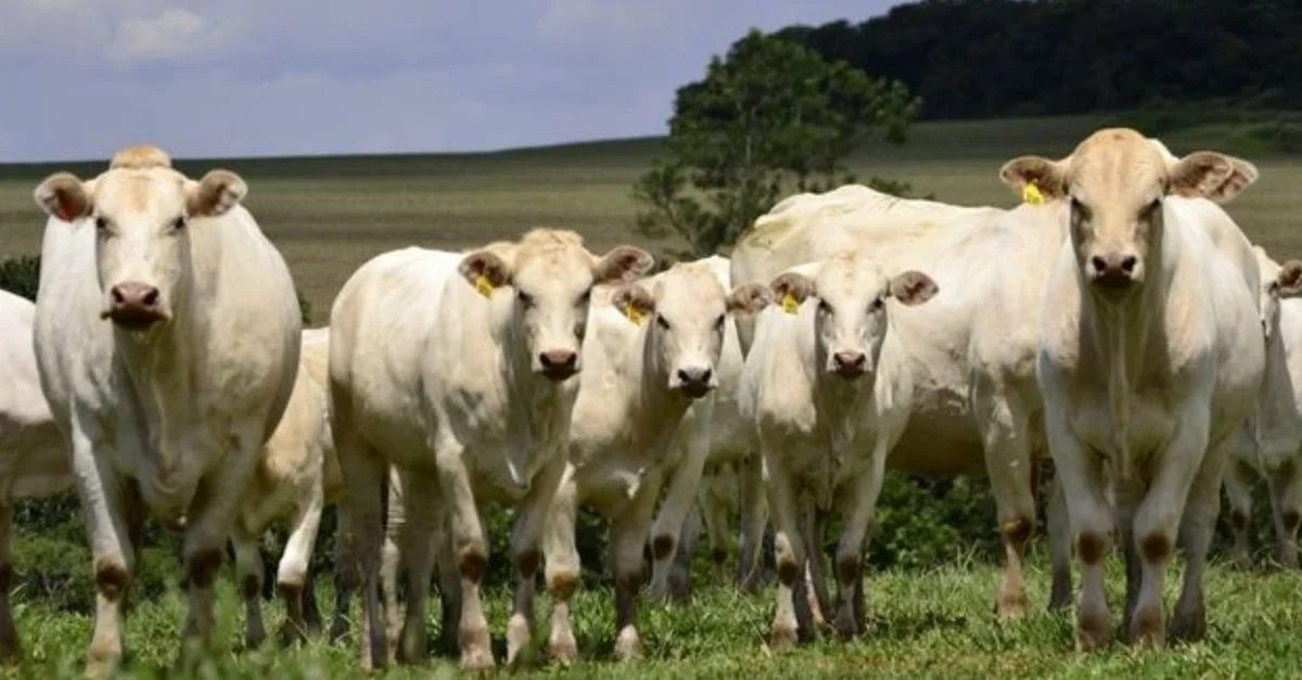 Canchim e Caracu: este cruzamento é boa aposta para produção de bezerros?