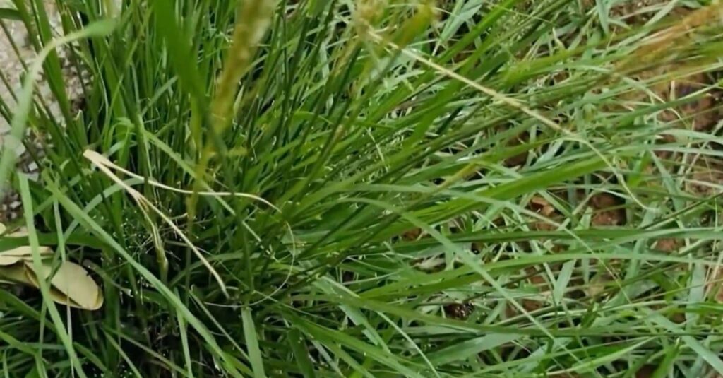 Capim capeta: tem defensivo capaz de combatê-lo sem arruinar os pastos?