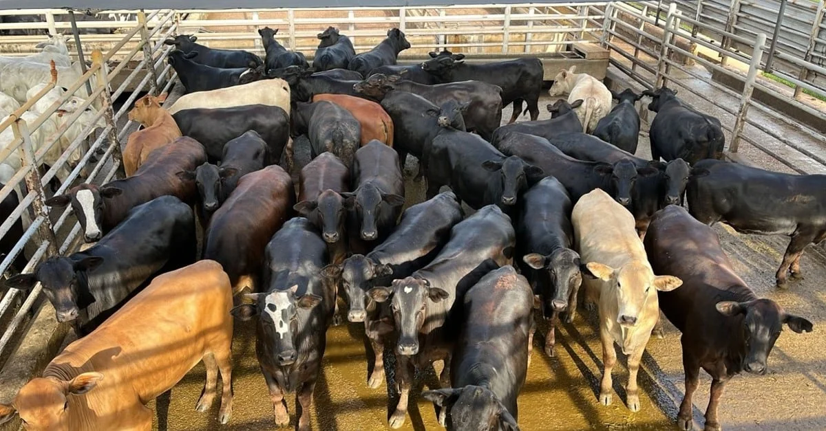 Novilhada jovem, pesada e semiconfinada é exemplo de carne premium em Rondônia