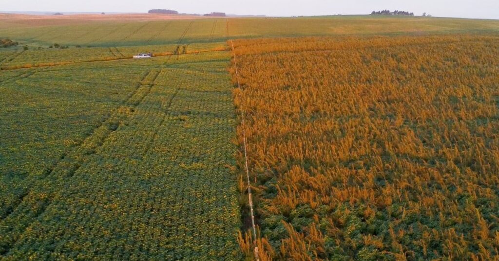 Caruru ameaça lavouras de soja no Sul do Rio Grande do Sul