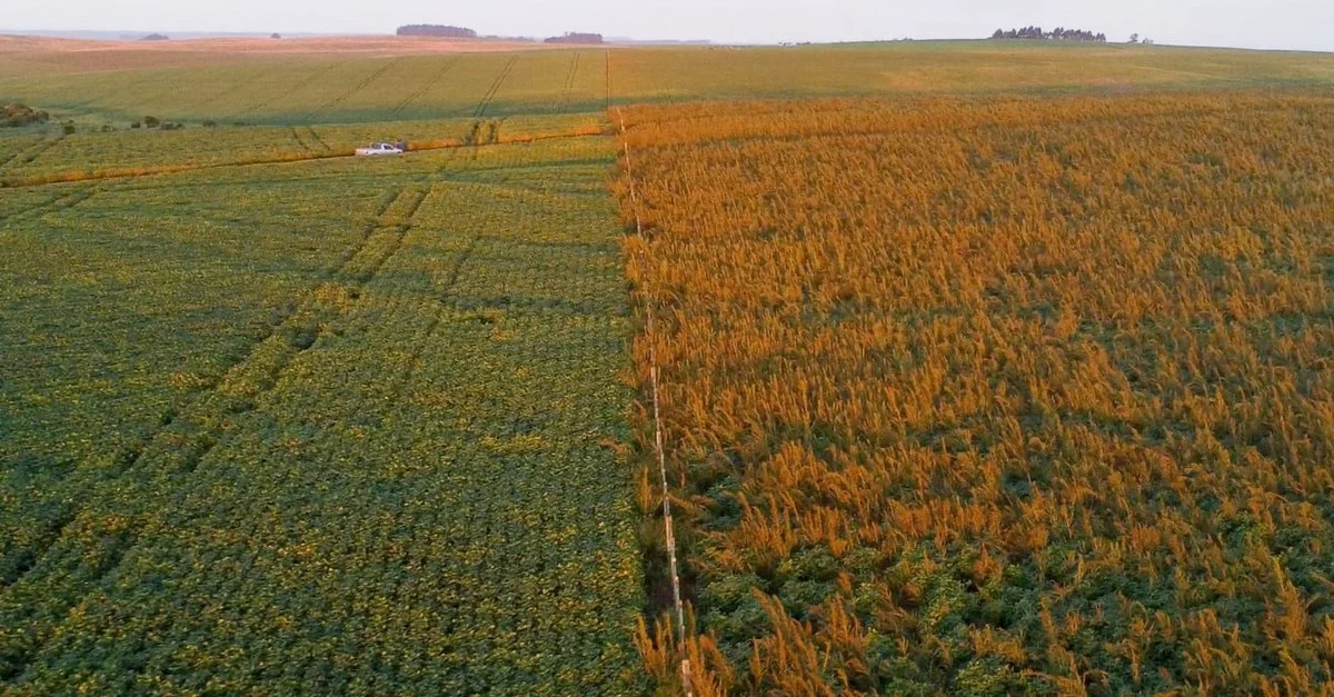 Caruru ataca plantações de soja: o que está acontecendo? 2 Caruru ameaça lavouras de soja no Sul do Rio Grande do Sul