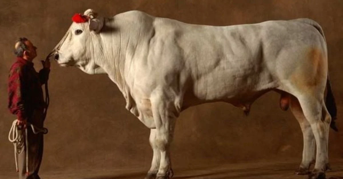 Chianina: A Maior Raça Bovina do Mundo! 4 Como é grande! Chianina é a maior raça bovina do planeta