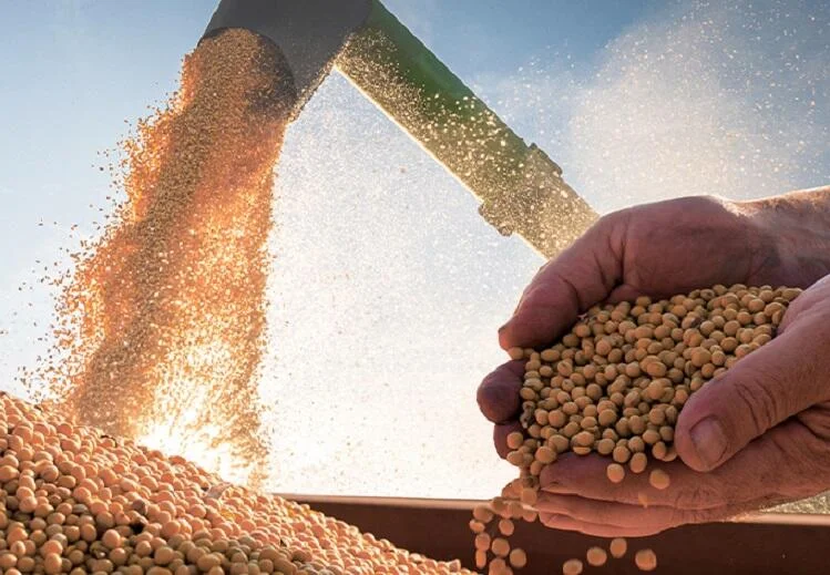 Chuva prejudica colheita de soja 3 chuva prejudica colheita de soja 1