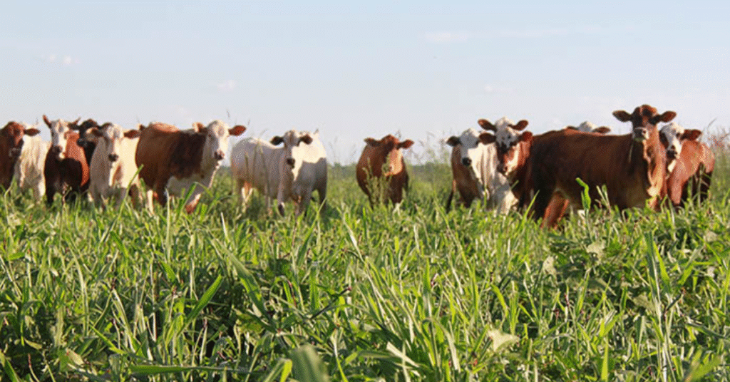 Chuvas generosas em abril/24 favorecem pecuaristas do Mato Grosso • Portal DBO