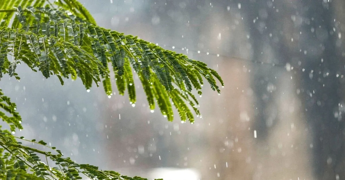 Chuvas abundantes e temperaturas oscilantes: o que isso significa para a pecuária? 6 Previsão indica chuvas abundantes e oscilação de temperaturas em áreas de pecuária