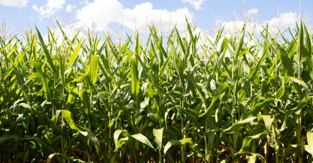 Colheita do milho no RS afetada pela cigarrinha 2 Colheita do milho estagnada no RS; incidência da cigarrinha segue elevada