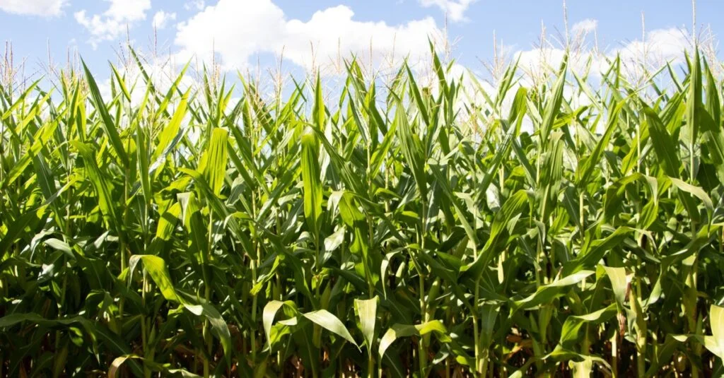 Colheita do milho estagnada no RS; incidência da cigarrinha segue elevada