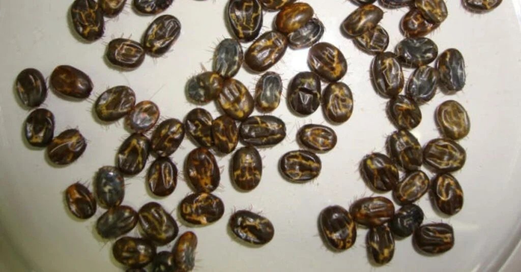 Como controlar altas infestações de carrapatos em vacas de leite 15 Carrapato: saiba as recomendações ideais para controlar altas infestações em vacas de leite