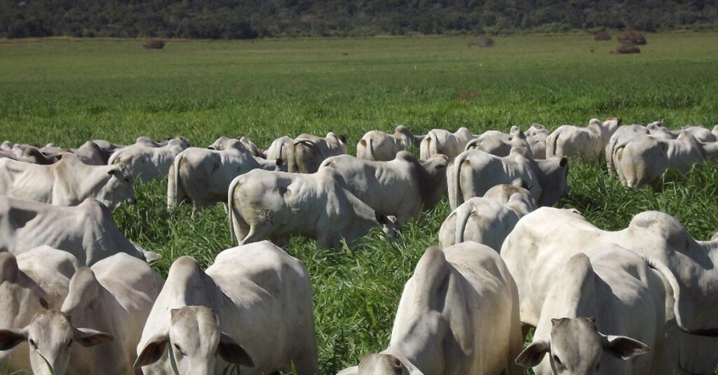 Com boi retido no pasto, pecuaristas neutralizam pressão de baixa da arroba • Portal DBO