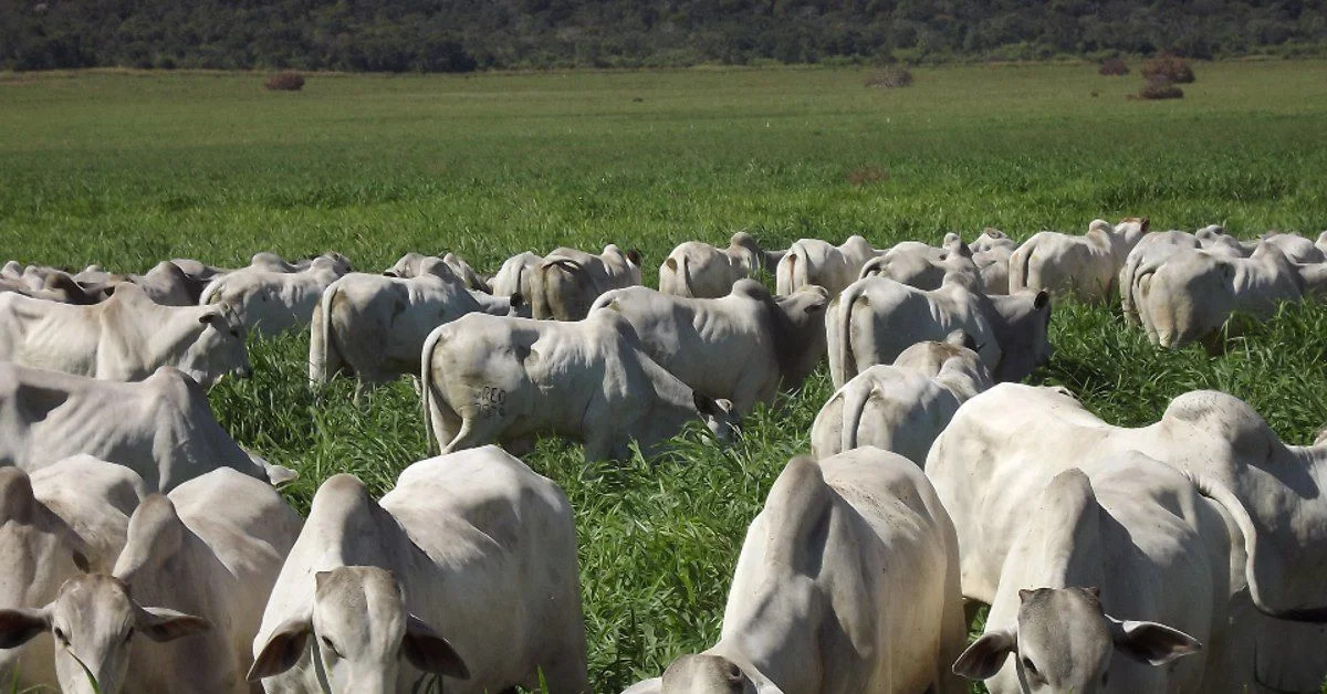 "Como pecuaristas estão contornando a baixa da arroba com boi retido no pasto" • Portal DBO 30 Com boi retido no pasto, pecuaristas neutralizam pressão de baixa da arroba • Portal DBO