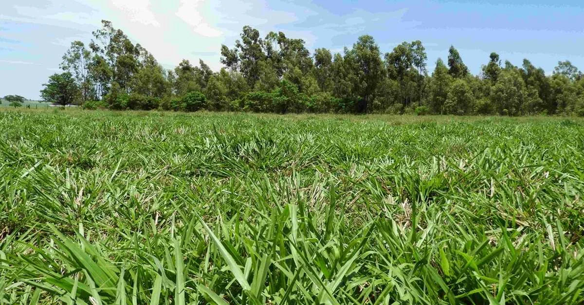 Conheça o Sistema Diamantino na Tecnofam 2024 28 prévia do Sistema Diamantino será apresentada durante a Tecnofam 2024 • Portal DBO