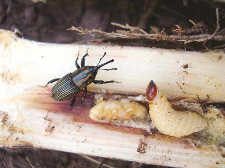 Controle eficaz do bicudo da cana-de-açúcar