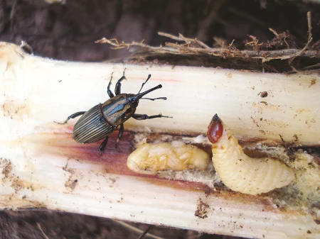 Você está visualizando atualmente <i>Sphenophorus levis</i>: estratégias de controle para o bicudo da cana-de-açúcar