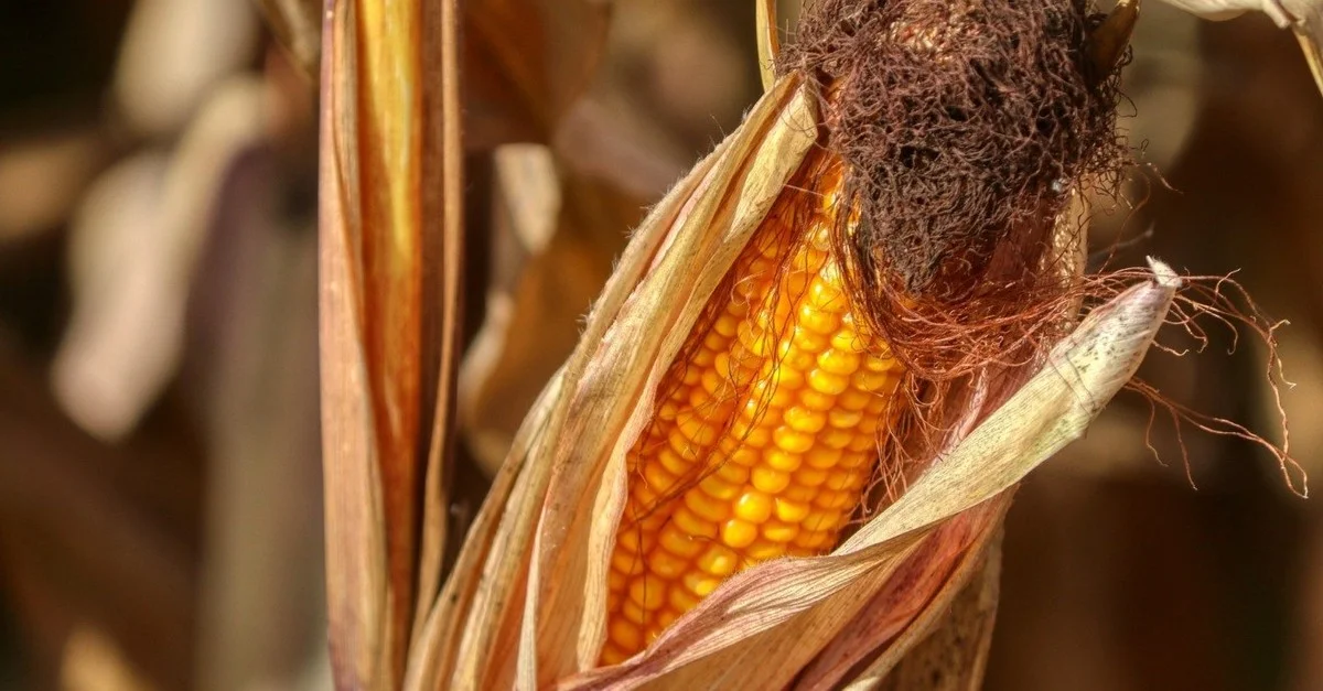 Desconto inesperado no milho. 3 Destaque Rural - Preços do milho caem principalmente no centro-oeste