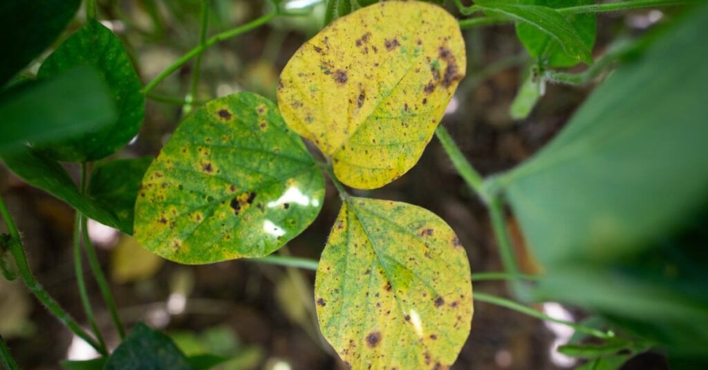 Abrapa e Aprosoja miram no combate à mancha-alvo