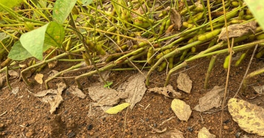 Área com quebramento da haste no Paraná é considerada pouco expressiva