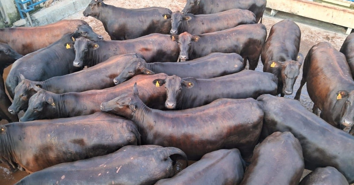 Descubra a novilhada cruzada em MT!