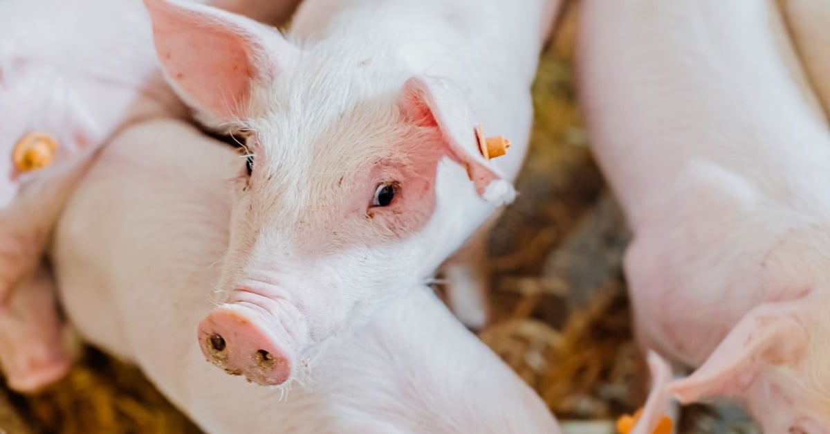 Descubra a rica história do Museu do Suíno!