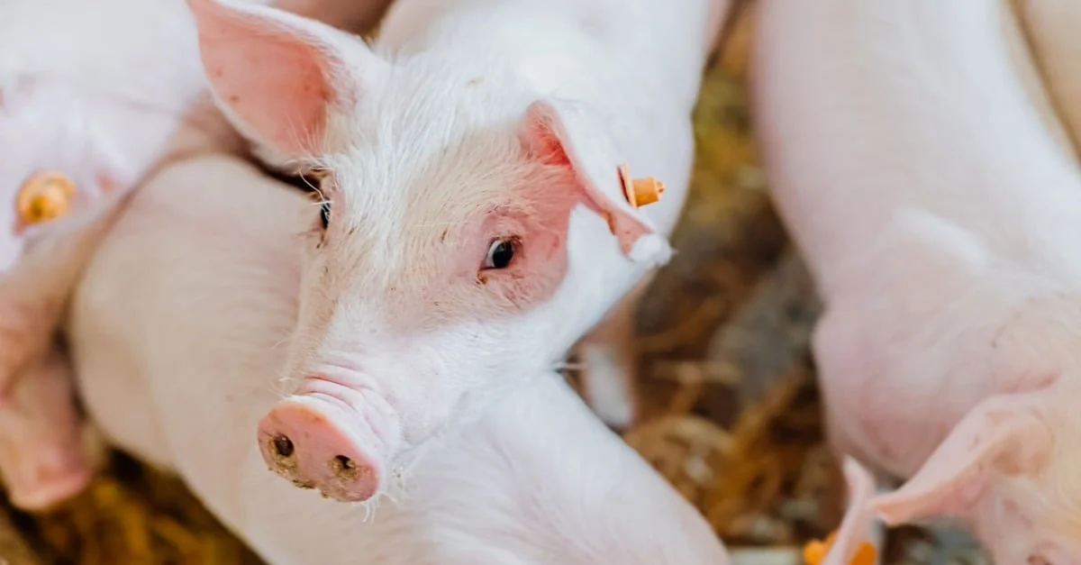 Descubra a rica história do Museu do Suíno! 7 Museu do Suíno visa a valorização da história da atividade em Itapiranga (SC)