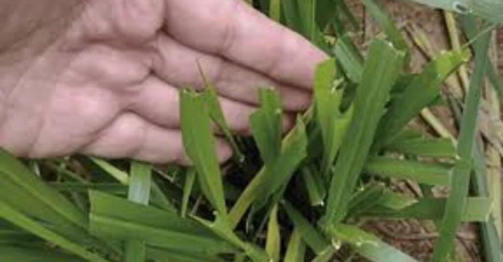 Descubra a técnica para aumentar a produtividade do pasto 19 Língua forrageira: entenda o método de manejo do pasto que garante GMD de quase 900 gramas