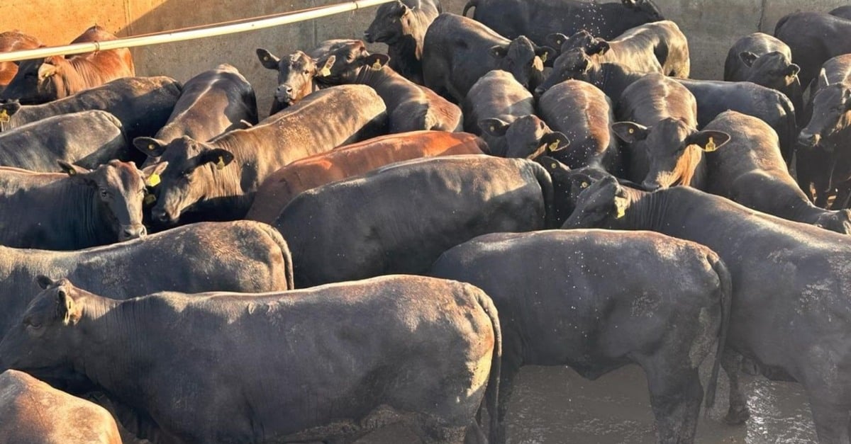Descubra a transformação da qualidade de carne em MT!