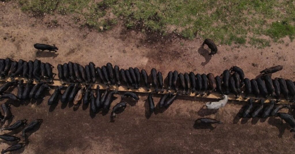 Descubra as melhores raças de carne de qualidade 30 Entenda o que é carne de qualidade e quais as raças que mais se destacam