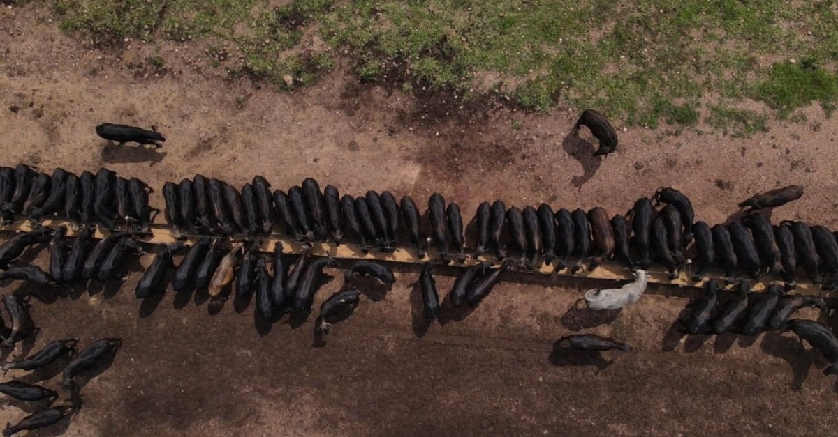 Descubra as melhores raças de carne de qualidade