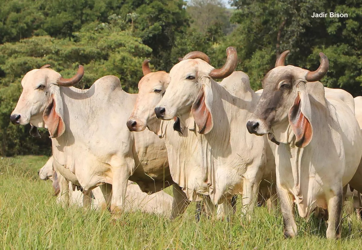 Principais raças na produção de leite; Você conhece todas? — CompreRural