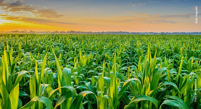 Descubra as surpresas da safra dos EUA 2024/25 9 descubra as surpresas da safra dos eua 2024 25