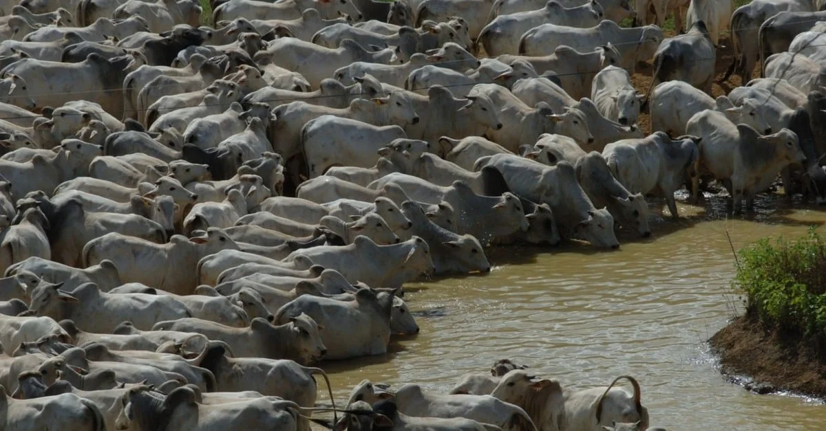 Descubra como a água do açude pode prejudicar a saúde do gado 1 Água de açude é a grande porta de entrada de doenças para o gado